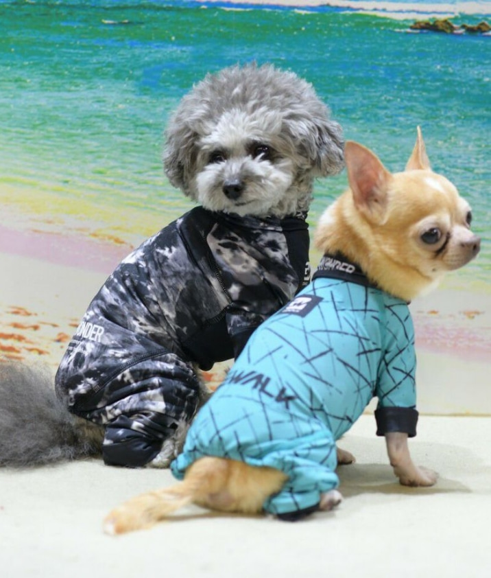 ブルーとブラックのプロテクトストレッチロンパースをそれぞれ着用している2匹の小型犬