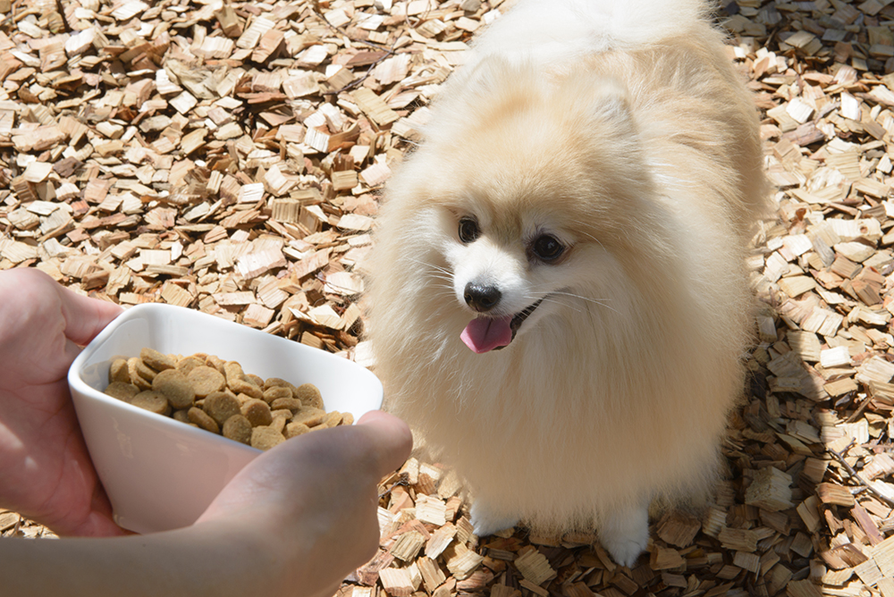 【ホールフード】Naturally Fresh ターキー&ラビット 1kg 【犬用総合栄養食】