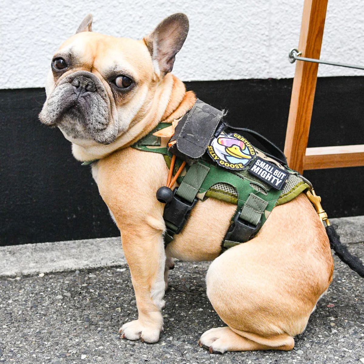 KILONAINER パッチをつけている犬