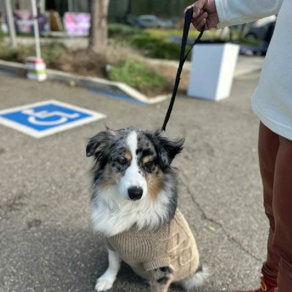 ビッグドッグショートリーシュ BIG DOG SHORT LEASHをつけた犬