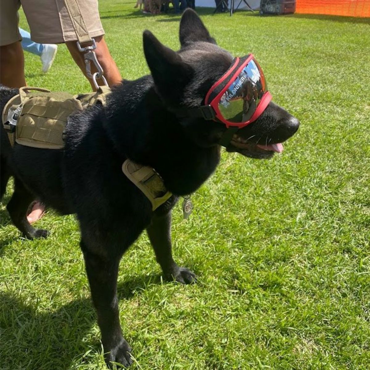 R5ゴーグル R5 Gogglesをつけた犬