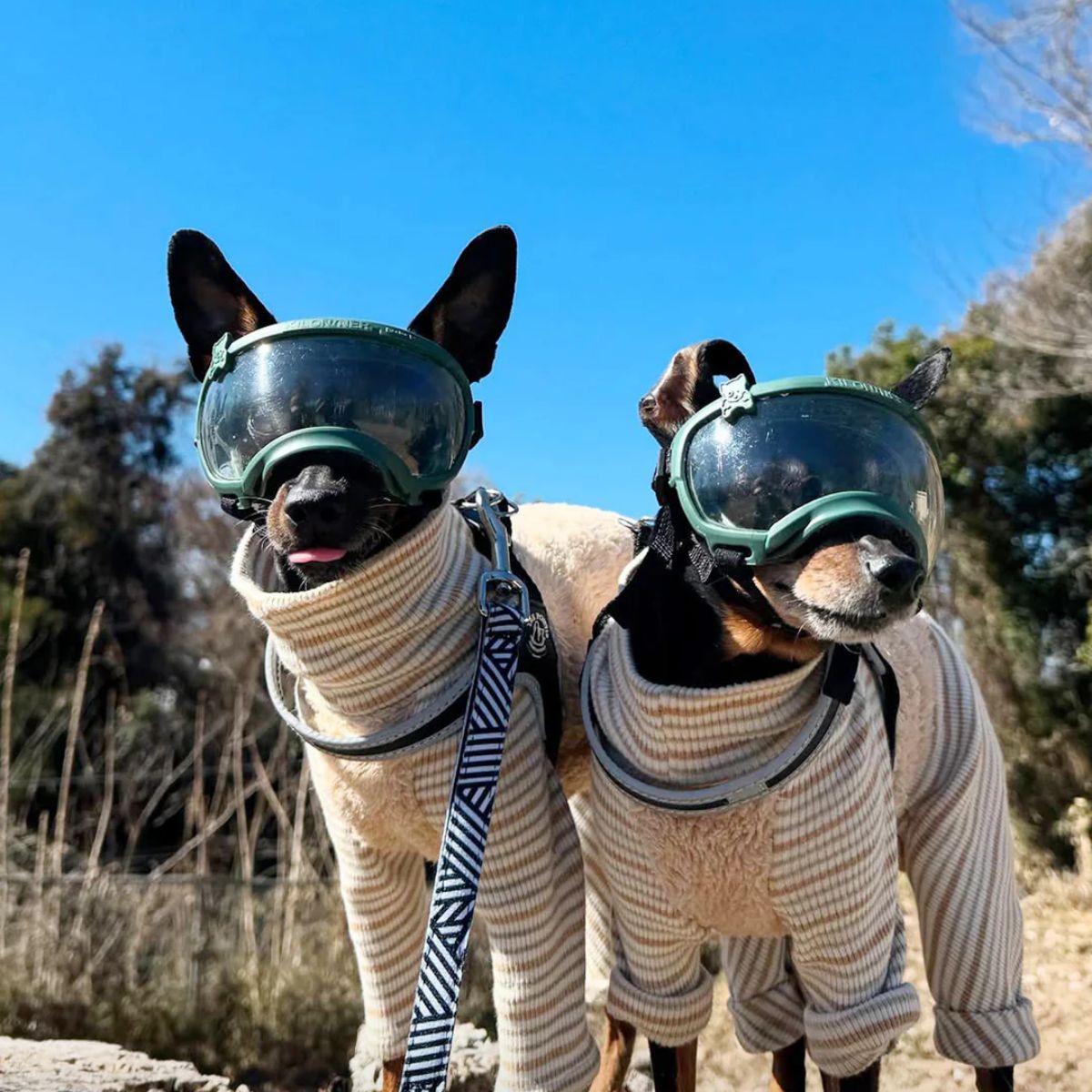 シグネチャーゴーグル Signature Gogglesをつけた犬