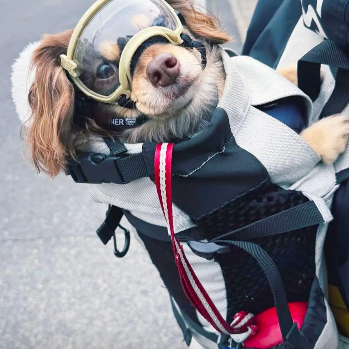 シグネチャーゴーグル Signature Gogglesをつけた犬