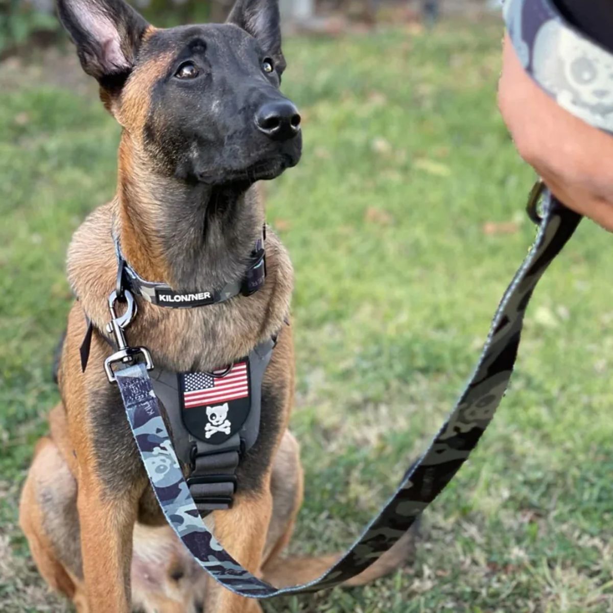 ストライクリーシュ Strike Leashをつけた犬