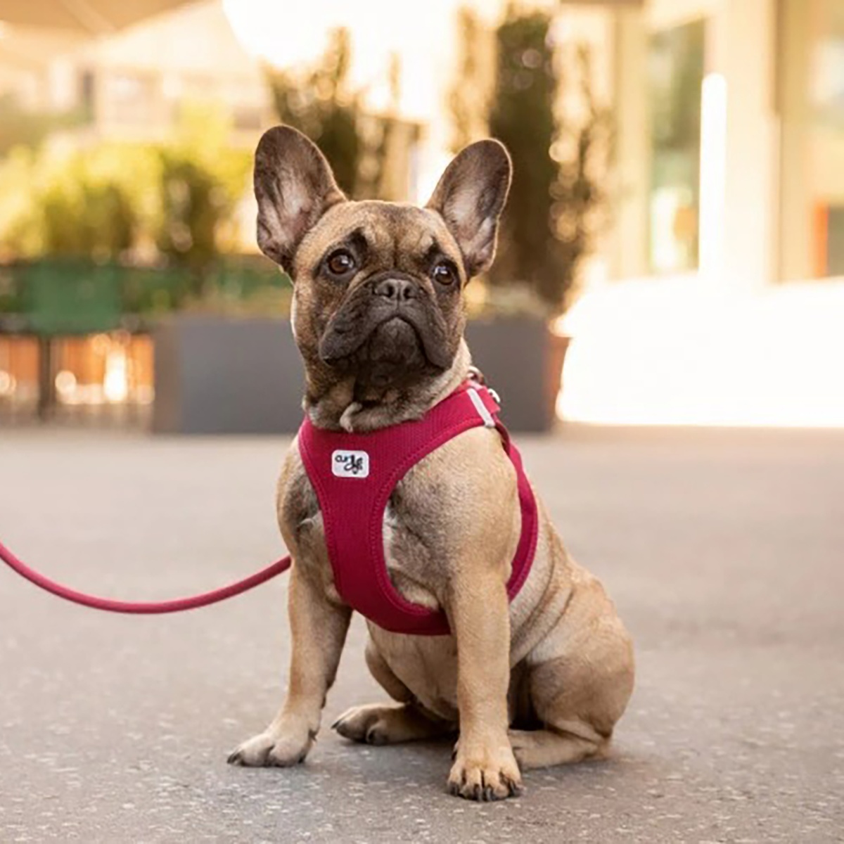 ベストエアメッシュハーネス クラスプ