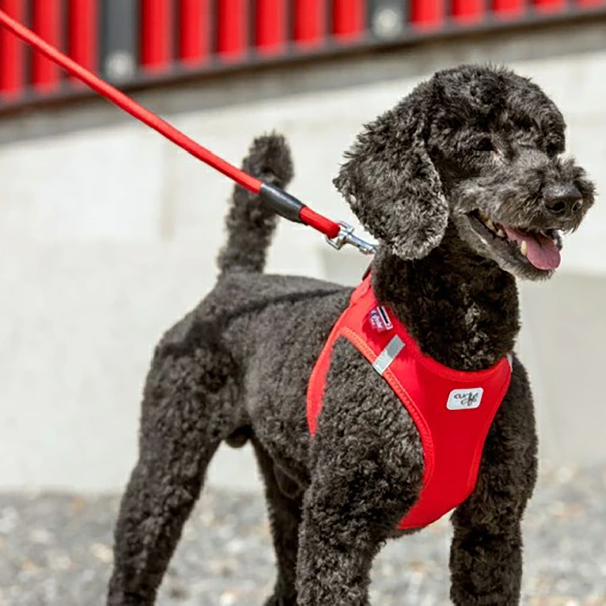 ストレッチコンフォートドッグリード