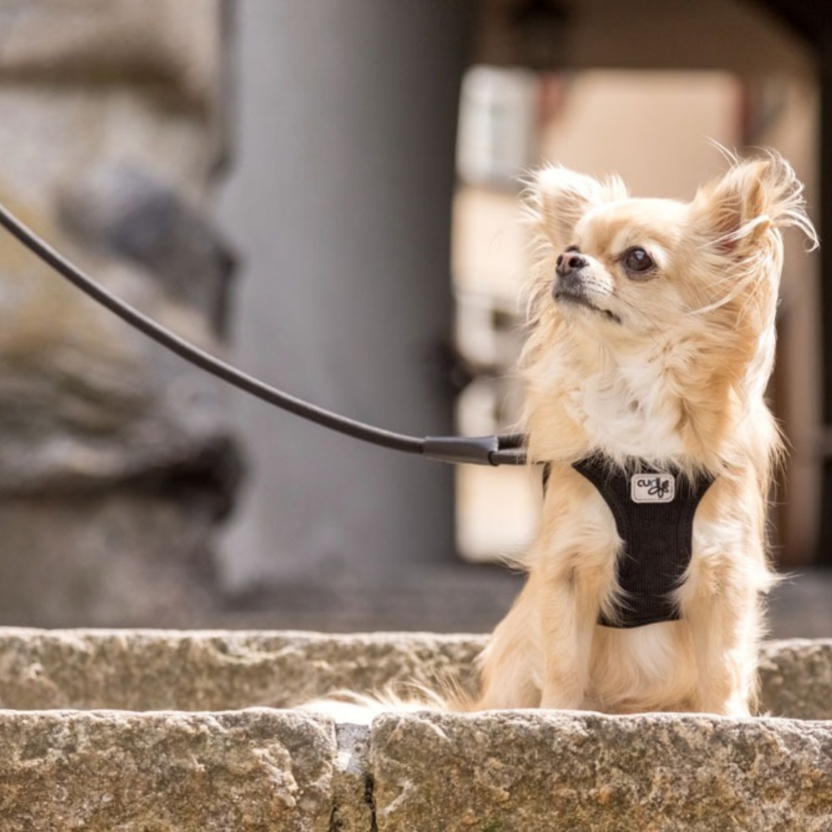 ストレッチコンフォートドッグリード