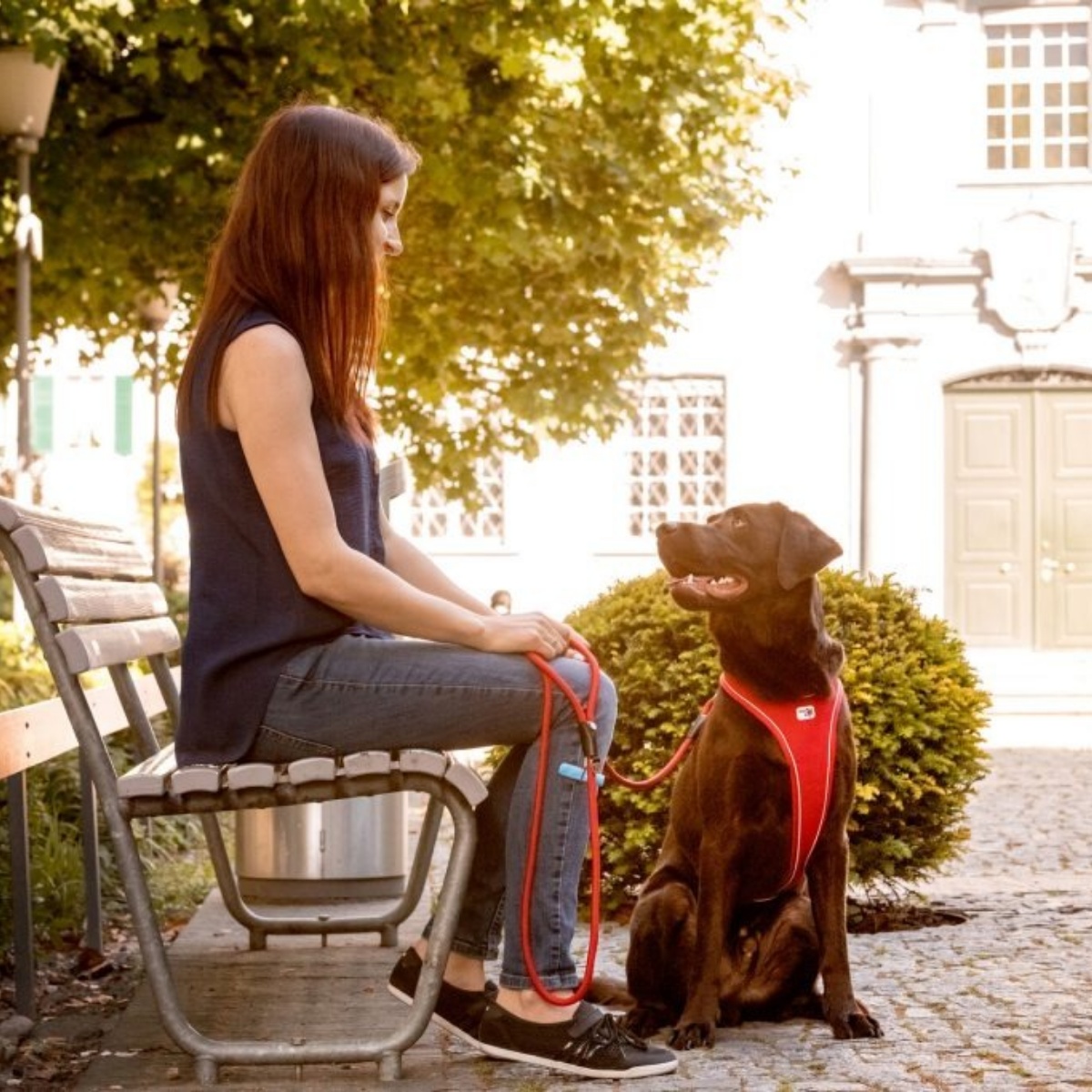 ストレッチコンフォートドッグリード