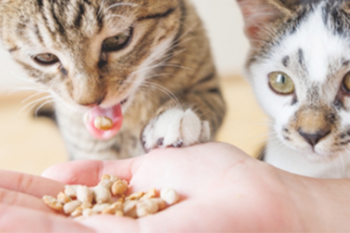 フリーズドライ納豆を人の手から食べる猫の画像