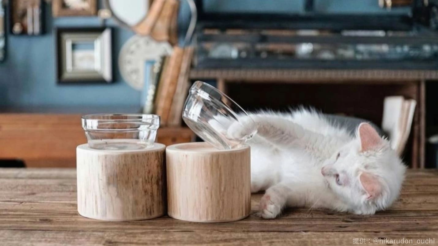 木製食器スタンドと戯れ合う猫の画像