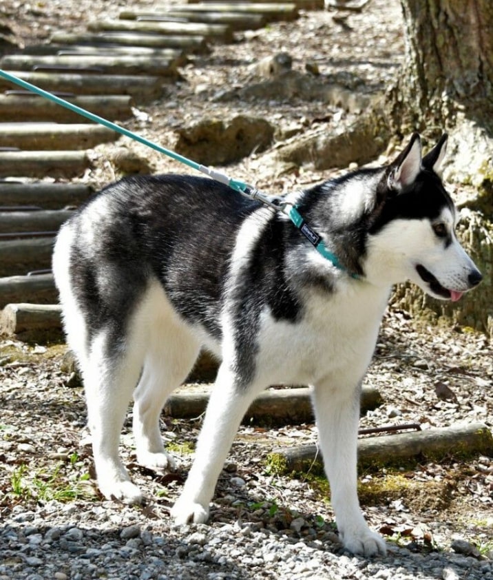 カラーズオブネイチャーシリーズ、シーブルーのリードとカラーを着用している大型犬