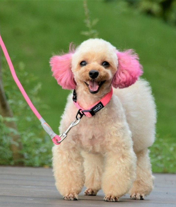 カラーズオブネイチャーシリーズ、ピンクのリードとカラーを着用している小型犬