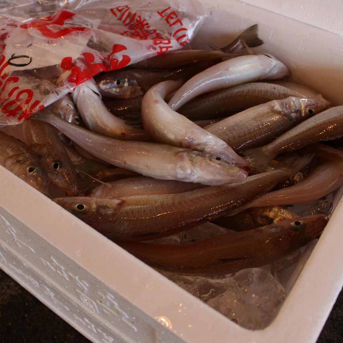 温製法DOG FOOD fish 緑イ貝エキス