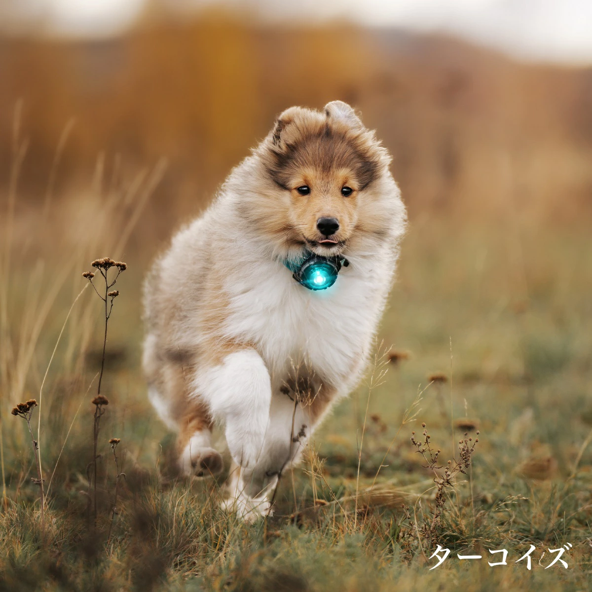 ドッグ デュアルライト