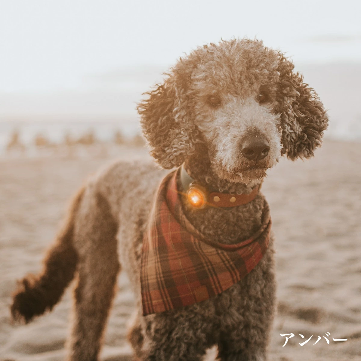 ドッグ デュアルライト