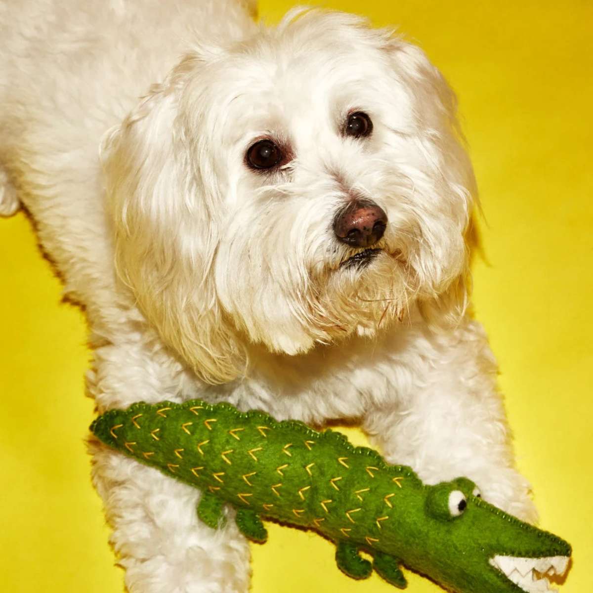 WARE OF THE DOG