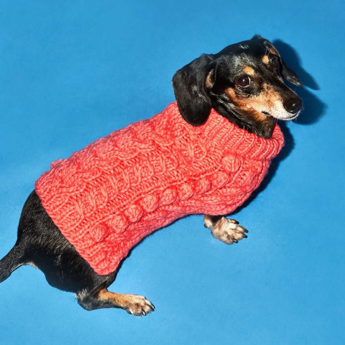 WARE OF THE DOG