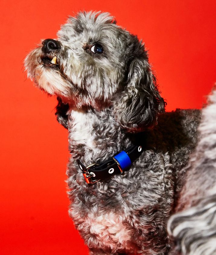 2トーンビオタンカラー ブラック/ロイヤルブルーの首輪とリードを身につけた犬の画像