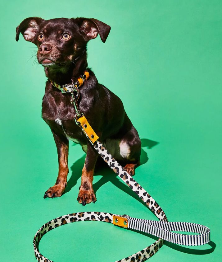 キャンバス レオパード/ストライプの首輪とリードを身につけた犬の画像