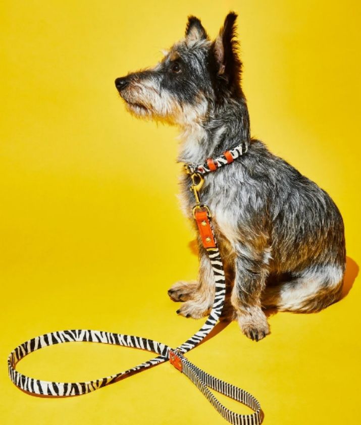 キャンバス ゼブラ/ストライプの首輪とリードを身につけた犬の画像
