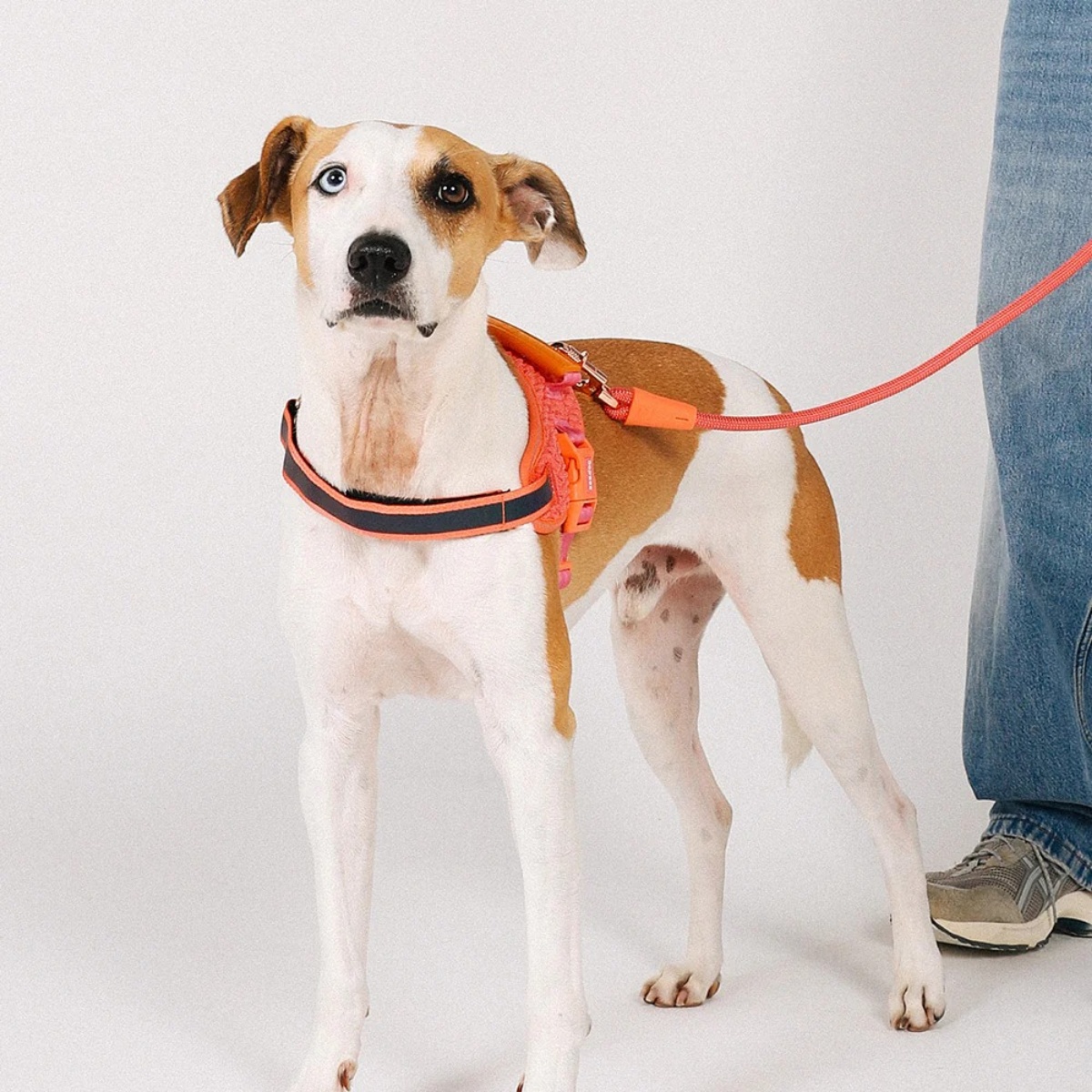 フライハーネス