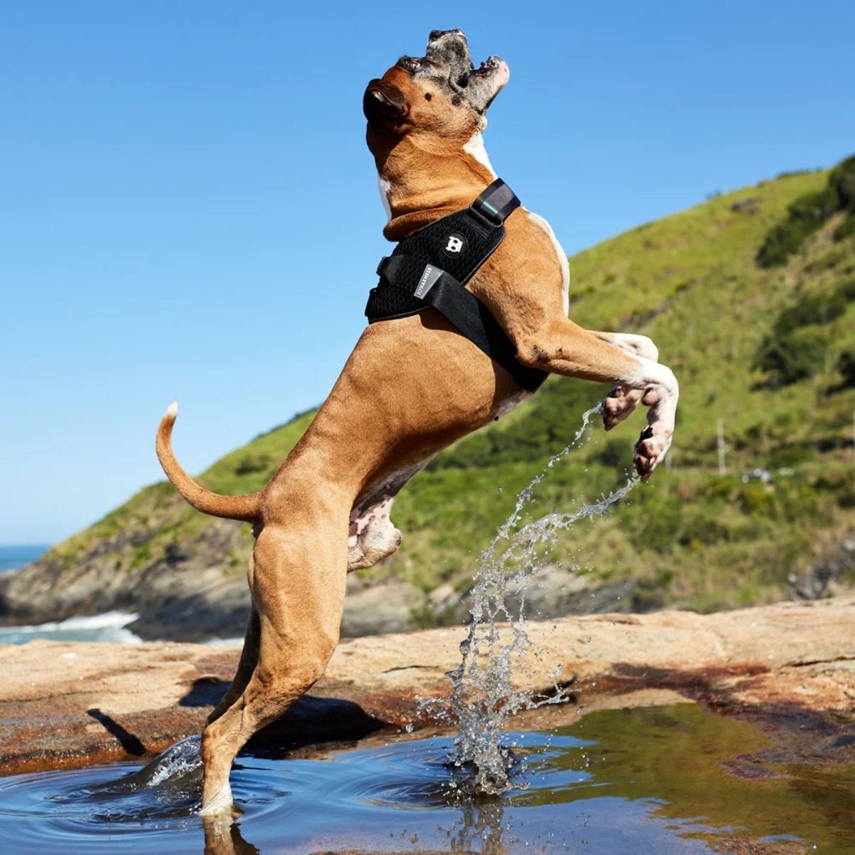 フライハーネス