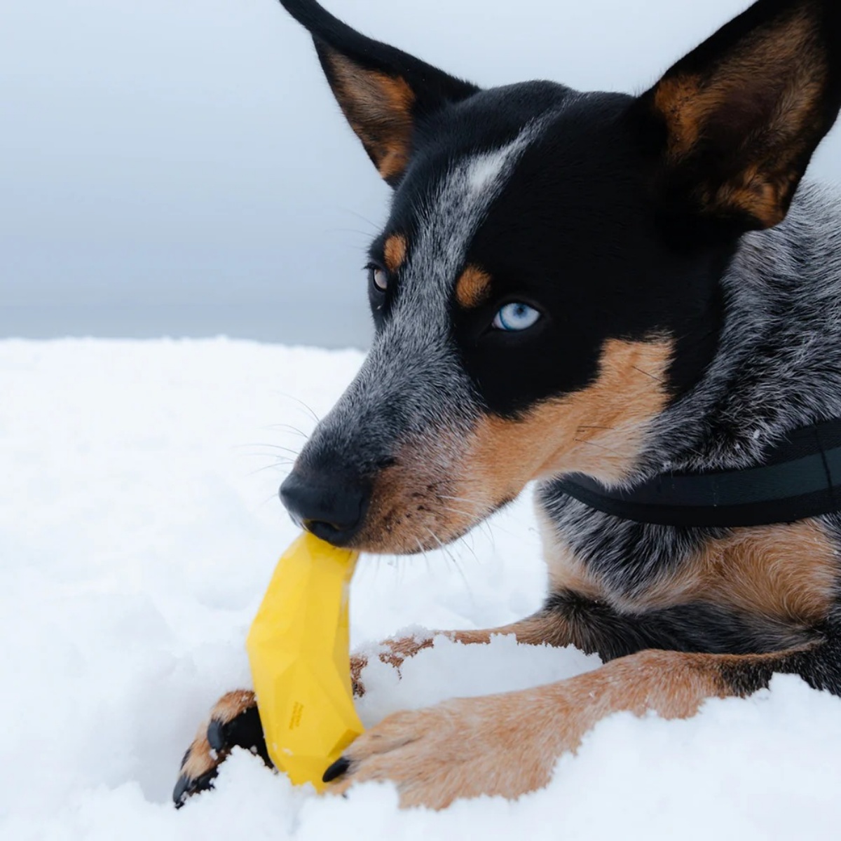 スーパーフルーツ